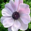 Anemone 'Mistral Plus Rarity' (Mistral Series) (Garden anemone 'Mistral Plus Rarity')