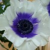 Anemone 'Rainbow Blue & White' (Rainbow Series) (Garden anemone 'Rainbow Blue & White')