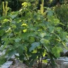 Ficus carica 'Perretta' (Fig 'Perretta')