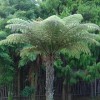 Cyathea dealbata (Silvery tree fern)