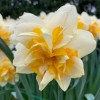 Narcissus 'Peach Cobbler' (Daffodil 'Peach Cobbler')