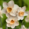 Narcissus 'Prosecco' (Daffodil 'Prosecco')