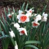 Narcissus 'Riot' (Daffodil 'Riot')
