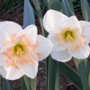 Narcissus 'Changing Colors' (Daffodil 'Changing Colors')