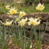 Narcissus 'Exotic Mystery' (Daffodil 'Exotic Mystery')