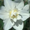 Narcissus 'Snowball' (Daffodil 'Snowball')