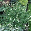 Salvia microphylla 'Chalk White'