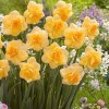 Narcissus 'Orange Juice' (Daffodil 'Orange Juice')