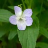 Viola elatior (Tall violet)