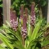 Eucomis 'Pink Gin' (Pineapple lily 'Pink Gin')