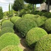 Taxus baccata (any shaped or topiary form) (Common yew (any shaped or topiary form))