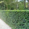 Taxus baccata (any shaped or topiary form) (Common yew (any shaped or topiary form))