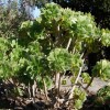 Aeonium balsamiferum (Balsam-yielding giant houseleek)