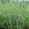 Salix acutifolia 'Blue Streak' (Siberian violet willow 'Blue Streak')