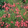 Salvia greggii 'Lipstick' (Autumn sage 'Lipstick')