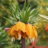 Fritillaria imperialis 'Striped Beauty'