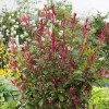 Photinia x fraseri 'Carre Rouge' (Christmas berry 'Carre Rouge')