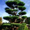Cupressus arizonica, Niwaki form (Arizona cypress, Niwaki form)