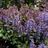 Ajuga reptans 'Blueberry Muffin' (Bugleweed 'Blueberry Muffin')