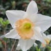Narcissus 'Peaches and Cream' (Daffodil 'Peaches and Cream')