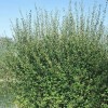 Salix aurita (Eared willow)