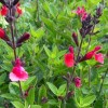 Salvia microphylla 'Wine and Roses' (Baby sage 'Wine and Roses')