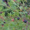 Vaccinium elliotii (Elliott's blueberry)