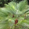 Trachycarpus princeps (Stone gate palm)