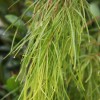Acacia cognata 'Lime Magik' (Narrow-leaved bower wattle 'Lime Magik')