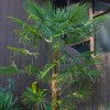 Trachycarpus fortunei 'Winsan' (Chusan palm 'Winsan')