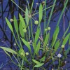 Baldellia ranunculoides (Lesser water plantain)
