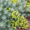 Euphorbia 'Copton Ash'
