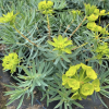 Euphorbia 'Copton Ash' (Spurge 'Copton Ash')