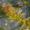 Utricularia vulgaris (Common bladderwort )