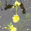 Utricularia vulgaris (Common bladderwort )
