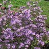 Symphyotrichum 'Prairie Purple' (Michelmas daisy 'Prairie Purple')