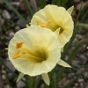 Narcissus romieuxii (Romieux hoop petticoat daffodil)
