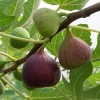 Ficus carica 'Prolific' (Fig 'Prolific')