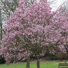 Magnolia x soulangeana 'Andre Leroy' (Saucer magnolia 'Andre Leroy')