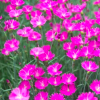 Dianthus (any border carnation or garden pink variety) (Dianthus (any border carnation or garden pin