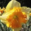 Narcissus 'Mondragon' (Daffodil 'Mondragon')