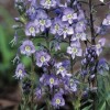 Veronica gentianoides 'Little Blues'
