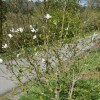 Magnolia x loebneri 'Snowdrift' (Magnolia 'Snowdrift')