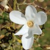 Magnolia x loebneri 'Snowdrift' (Magnolia 'Snowdrift')