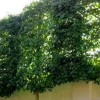 Prunus laurocerasus, pleached (Pleached cherry laurel)