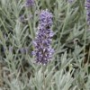 Lavandula lanata (Woolly lavender)