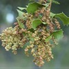 Quercus coccifera (Kermes oak)