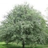 Sorbus aria (Whitebeam)