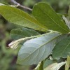 Salix cinerea subsp. oleifolia (Rusty sallow)