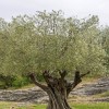 Olea europaea subsp. europaea var. sylvestris (Wild olive)